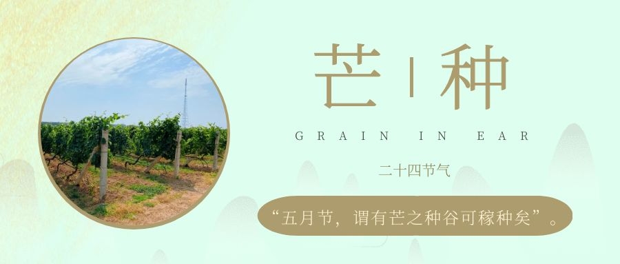 芒種 ▎風吹葡園浪，蟬鳴夏始忙