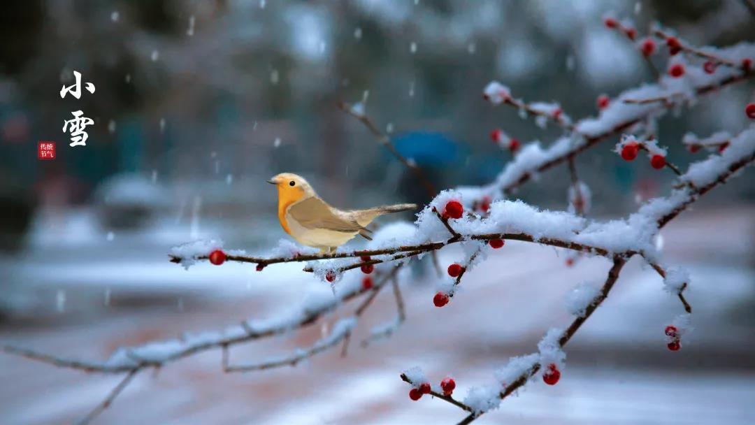 小雪 ▎等一地雪白，與歲月慢酌