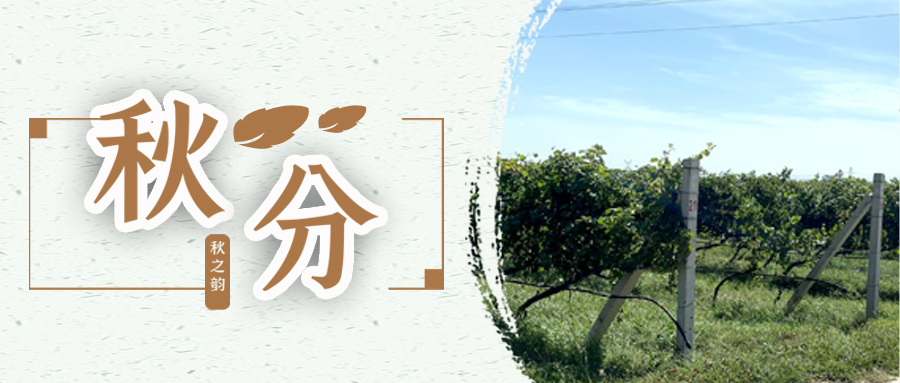 秋分 ▎秋分載萬物，葡園話豐收