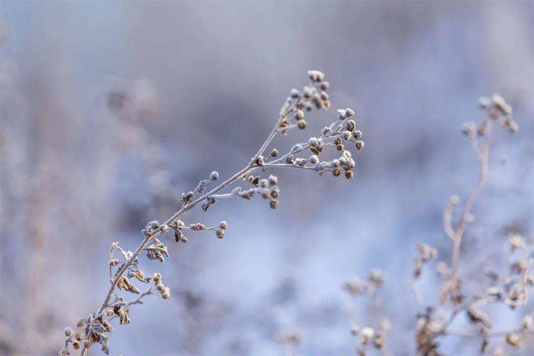 小雪 ▎冬藏萬物，歲月沉香