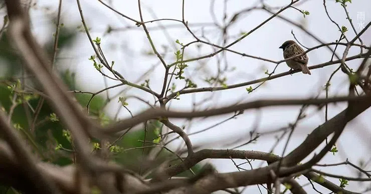 雨水||絲絲春雨潤(rùn)萬(wàn)物，杯杯美酒暖人心