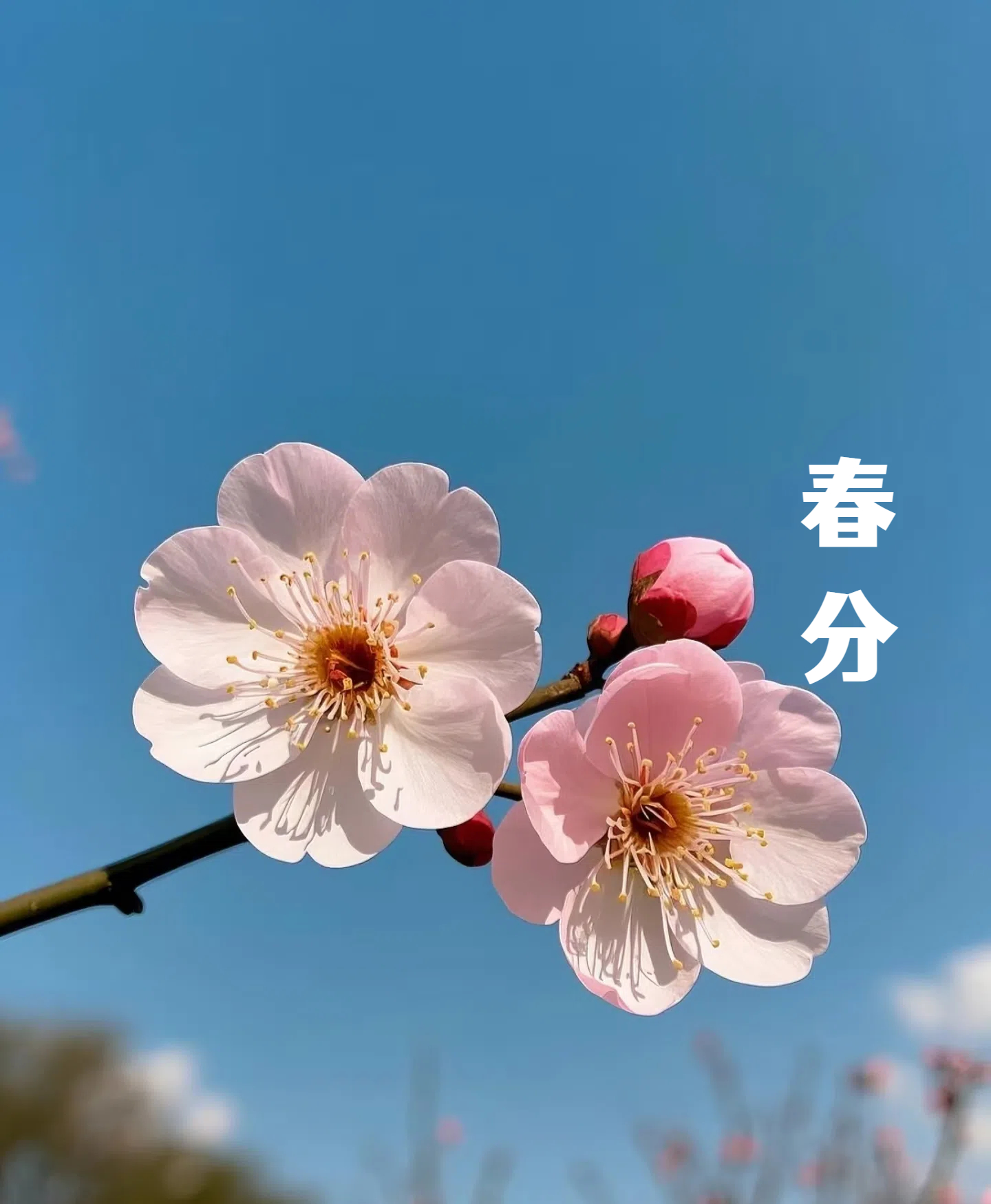 春分||花間一壺酒，莫負(fù)好時(shí)光